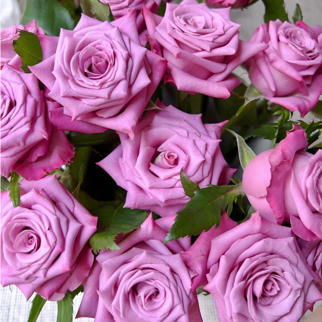 嫣然单头玫瑰家养鲜花云南基地直发