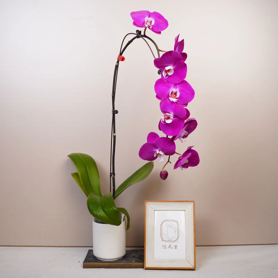 朝暮里蝴蝶兰（青梅竹马 全花）开花珠发货