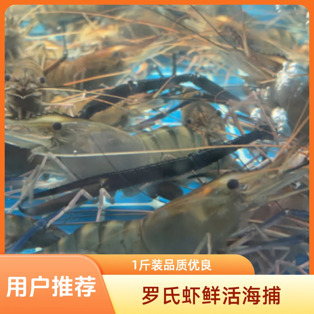 罗氏虾鲜活1斤 500g