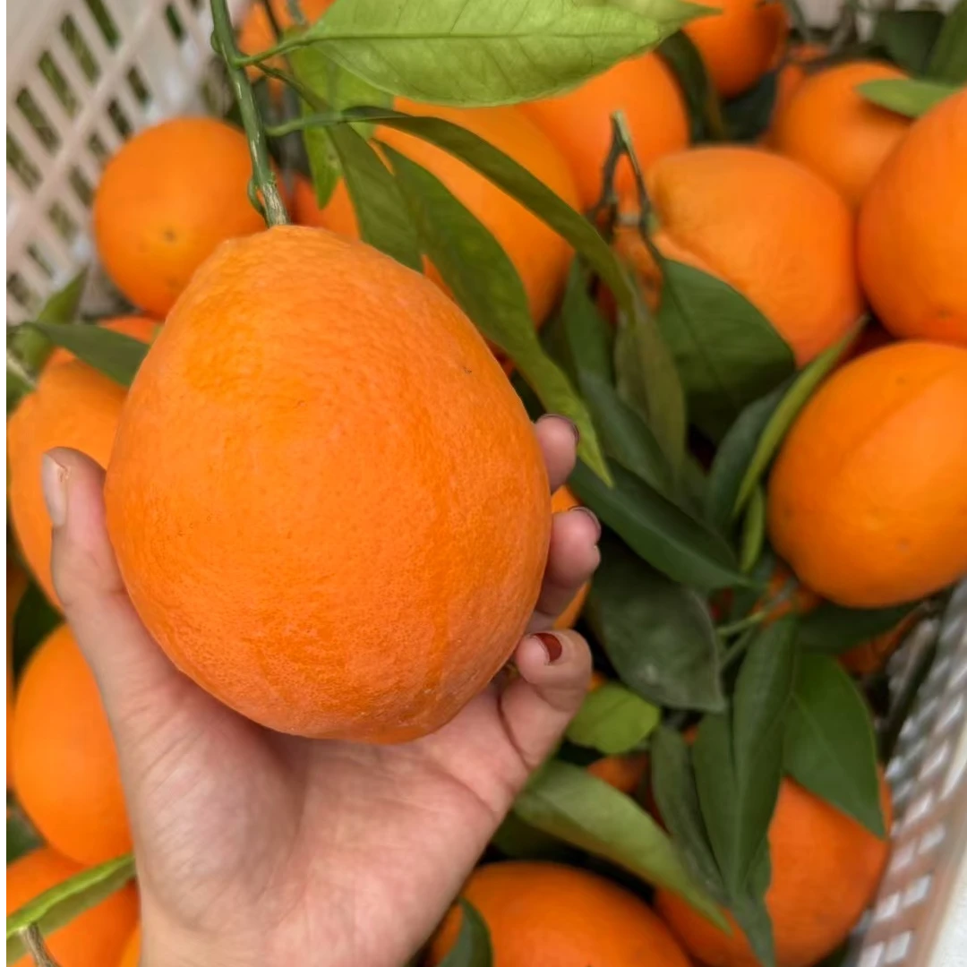 （纽荷尔）重庆奉节正宗奉节脐橙新鲜采摘香甜多汁5斤/10斤