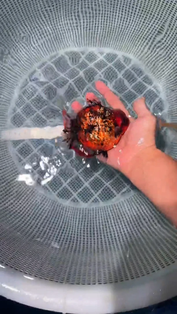 狮头鱼短将军狮一条