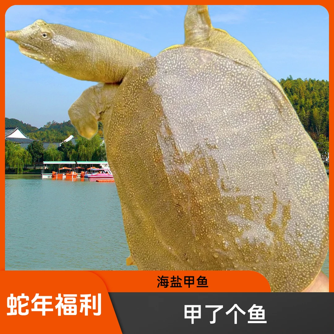 浙江海盐 产地直发 正宗外塘生态黄油公甲鱼1.8斤到6斤