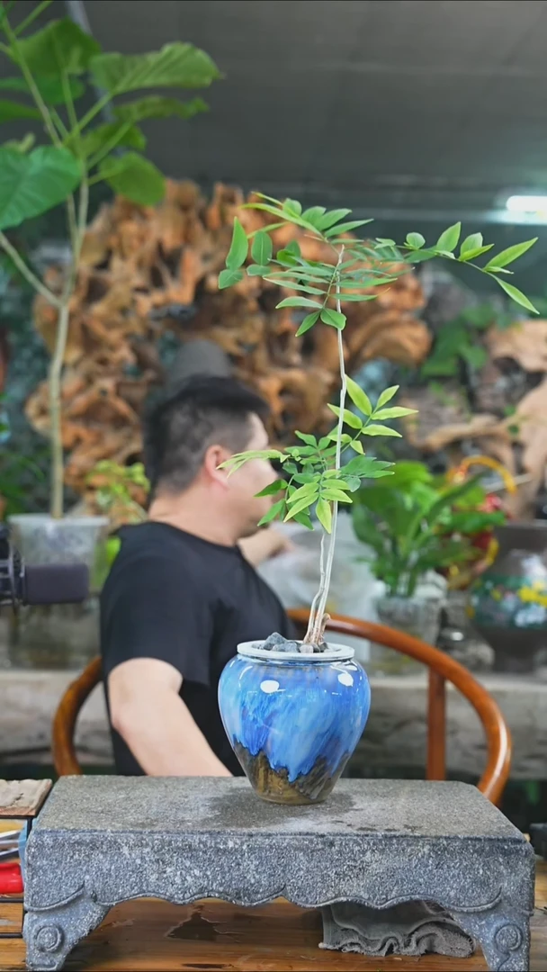 完全开放无患菩提078+
