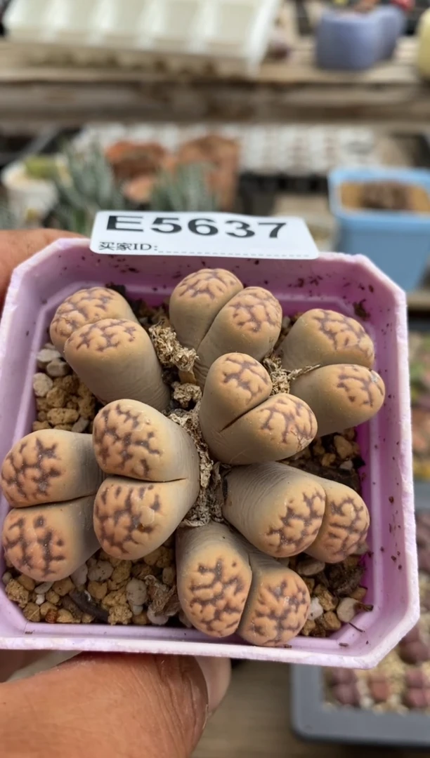 5637直播一物一拍