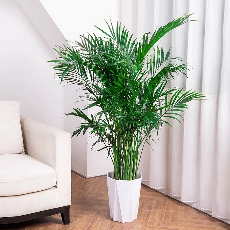 【大型盆栽】1.5-1.7米富贵椰子大型盆栽客厅四季清新空气吸甲醛