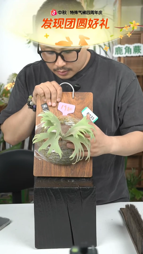 不开花植物B035-月光孢子苗特选