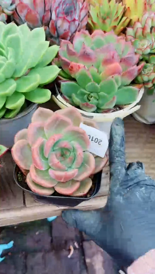 是**呀20103多肉植物一物一拍