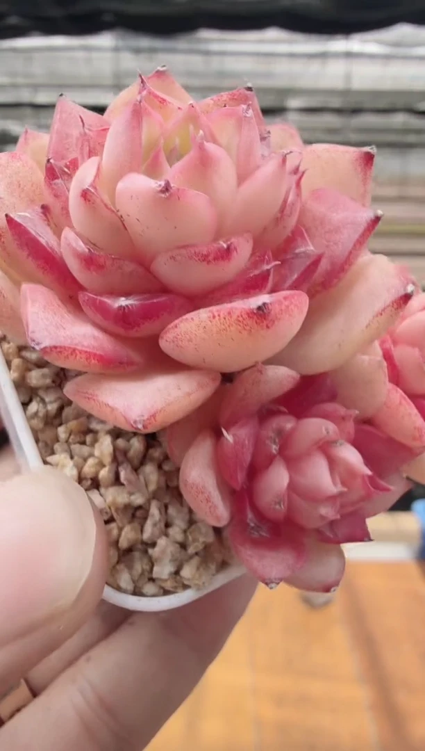 东云多肉园新款-71