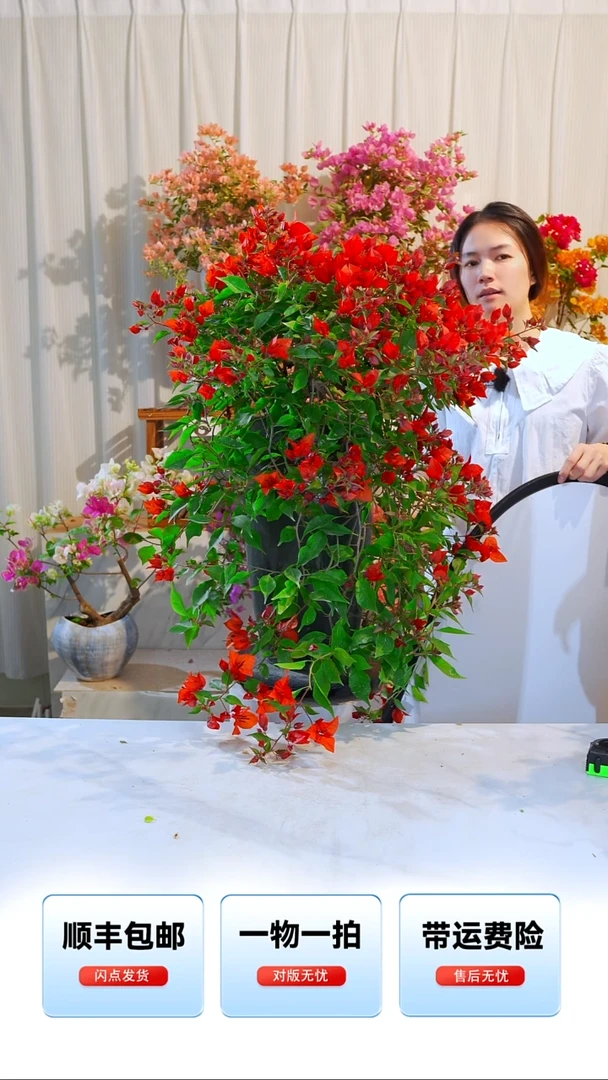 大部分开放少量花苞热火桑巴