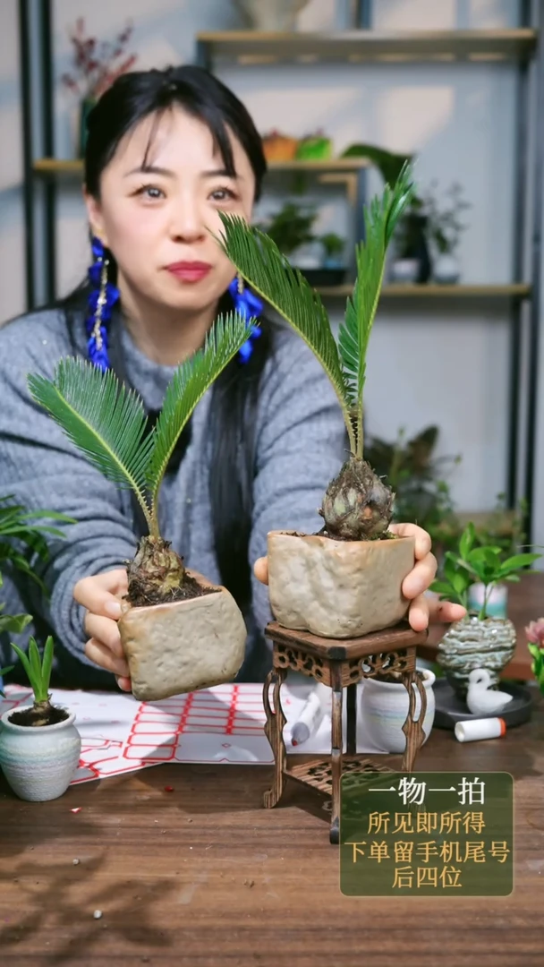 【闪购商品】220--9499铁树两页石头