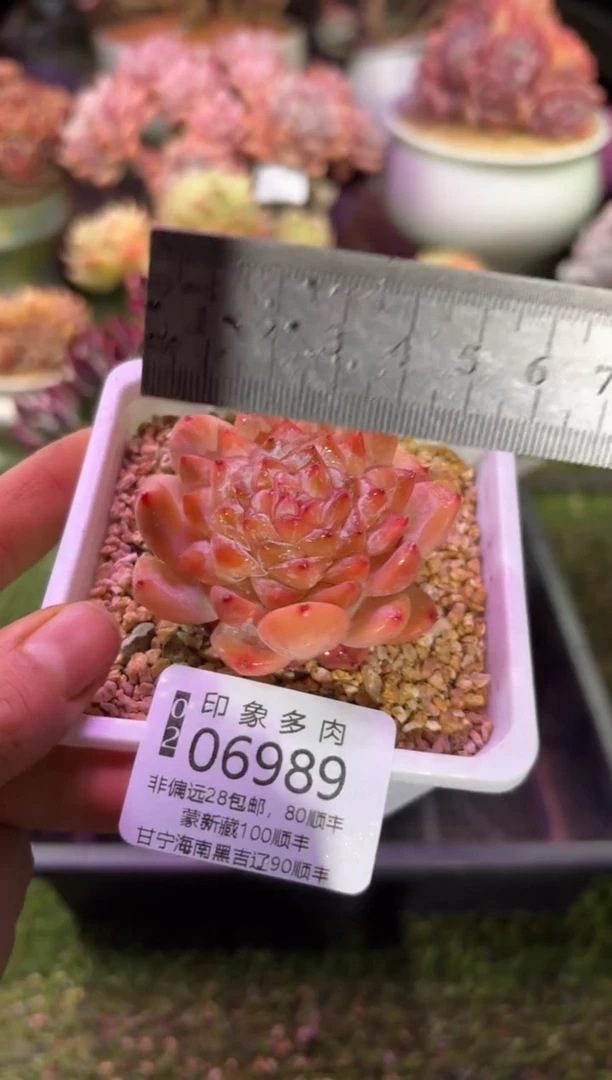 【闪购商品】06989