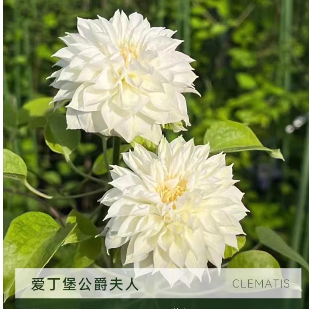 爱丁堡 二类耐寒大花爬藤铁线莲