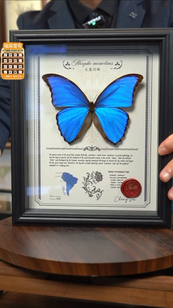 大蓝闪蝶豪华版10寸欧式框（带证书）