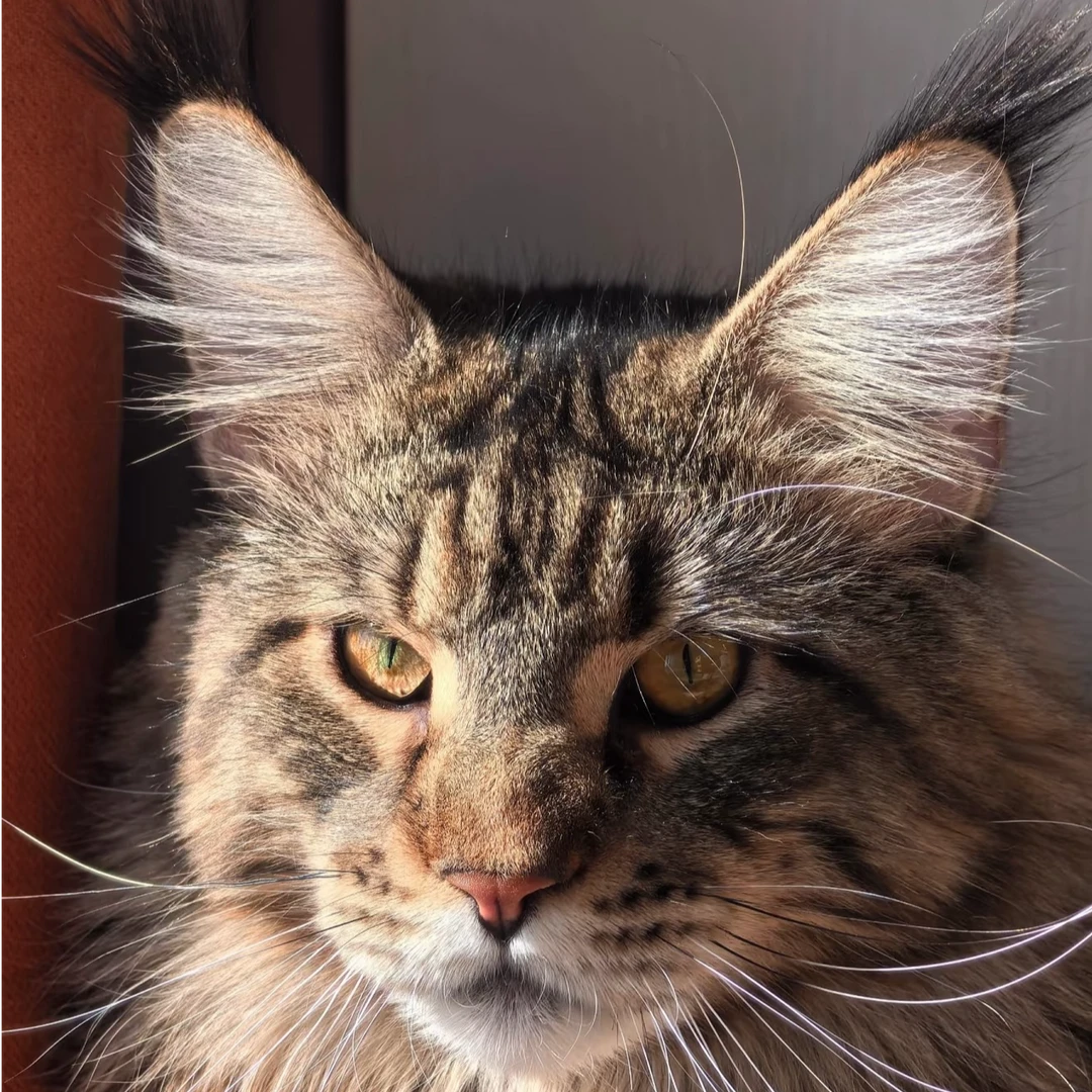 喵大人驾到-棕虎缅因猫