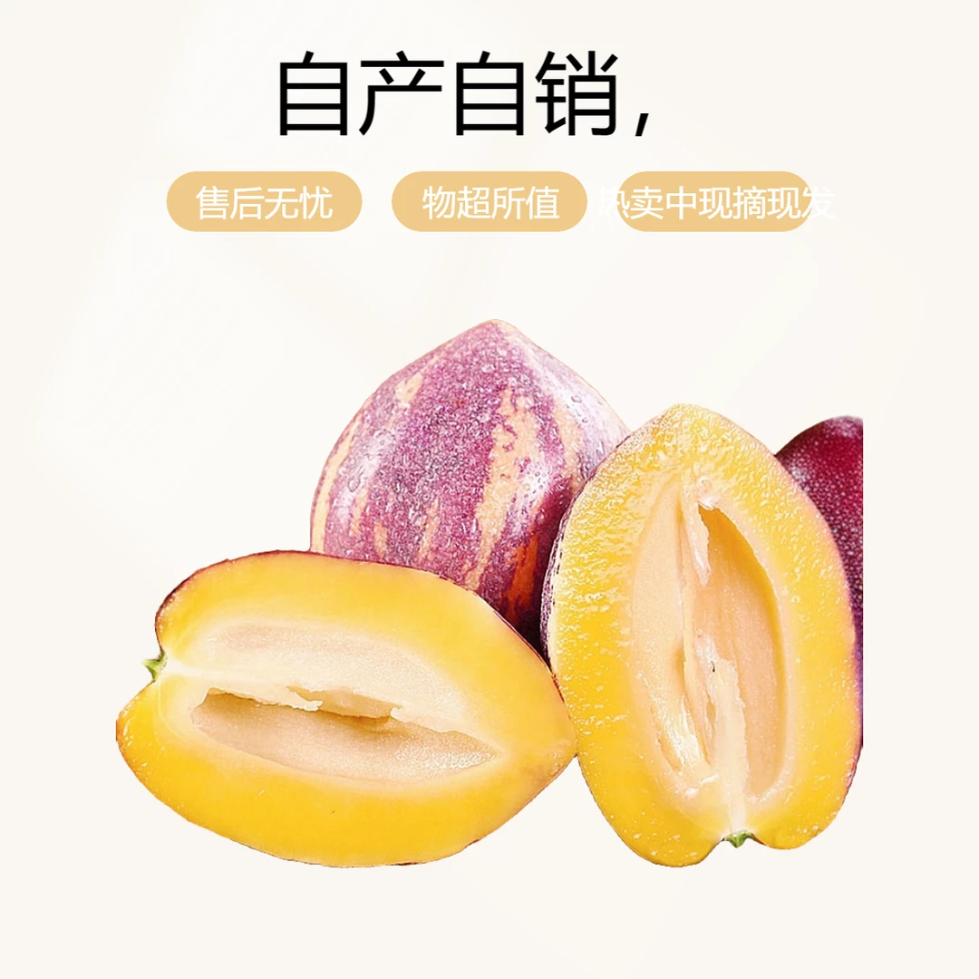 正宗 民勤沙漠人参果 （大果）