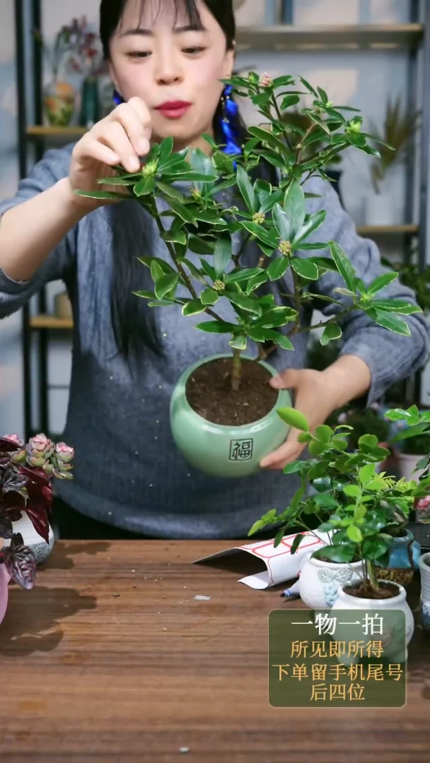 【闪购商品】11---8080福绿瑞香