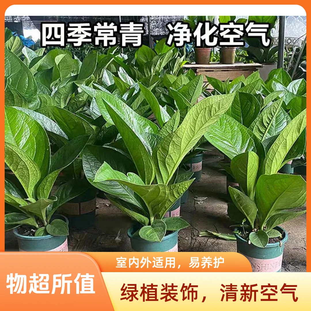 聚宝盆绿植鸟巢花烛室内招财吸甲醛好养活桌面花卉盆栽