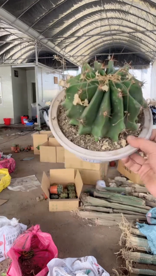 【闪购商品】短豪刺 雎鸠玉 13-16cm