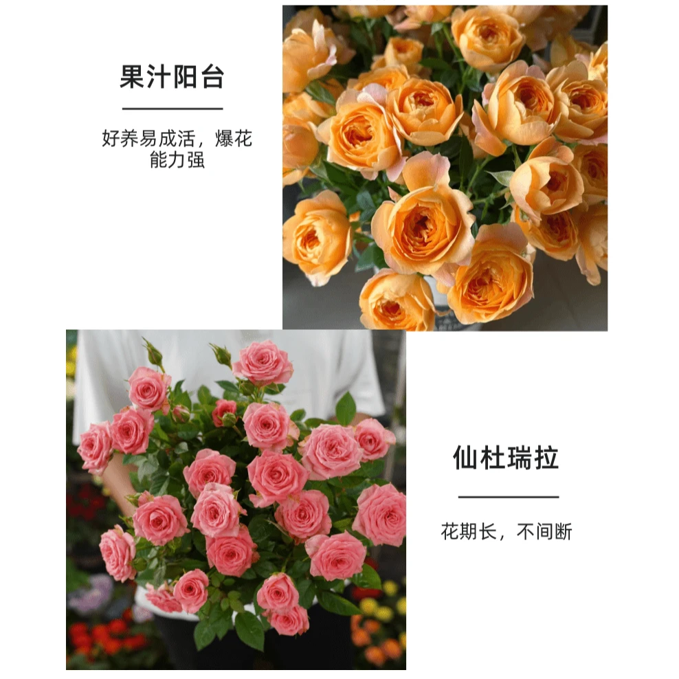 果汁仙度 棒棒糖月季盆栽大颗树状阳台室内室外新手易养护