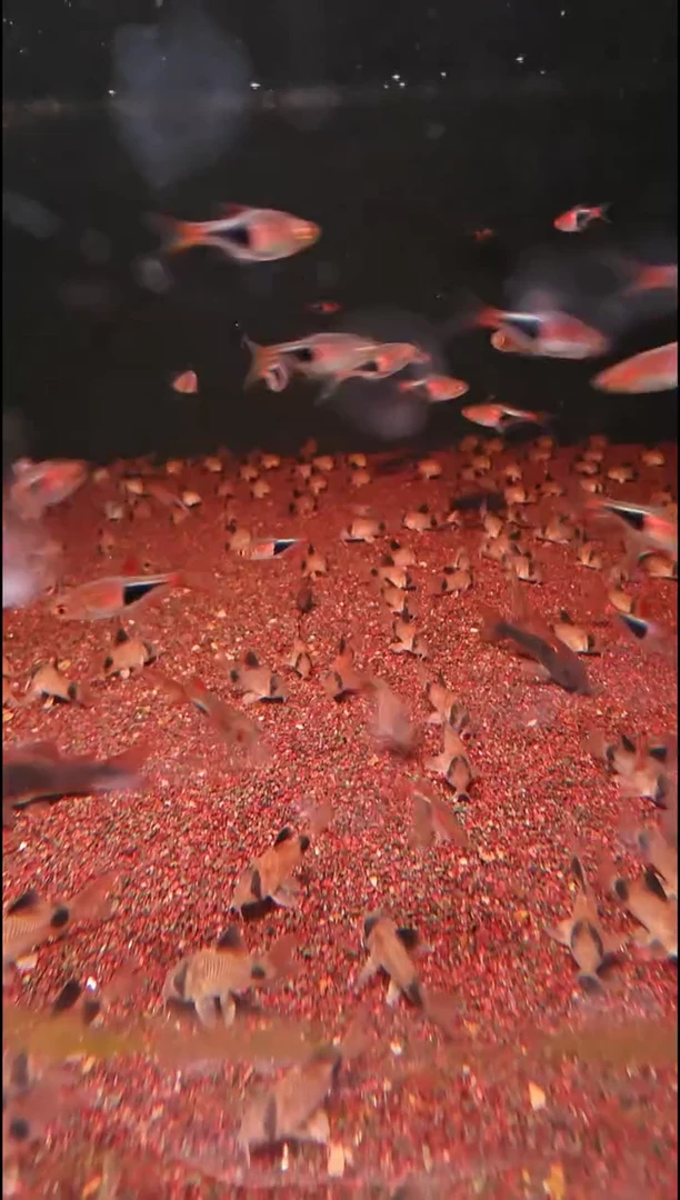 灯科鱼苏门答腊三角灯2-3cm5条（包运输中袋内损耗.入缸死亡不包）