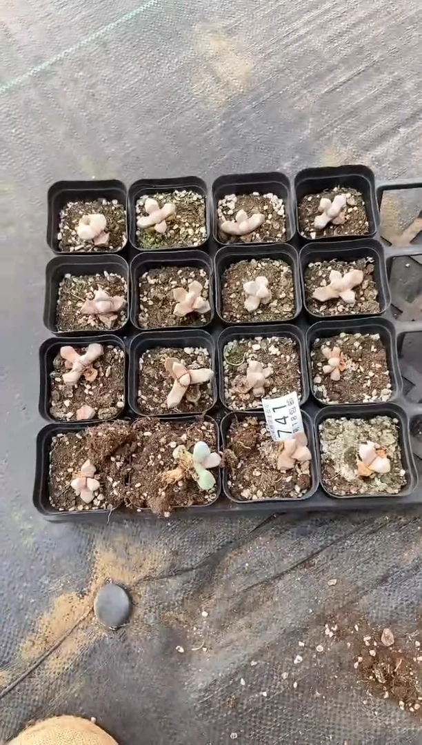 741特价魔玉有疤缺水脱土发货一托