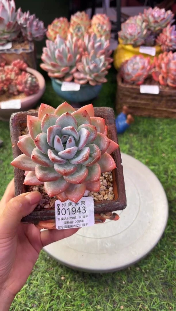 昆明印象多肉01943