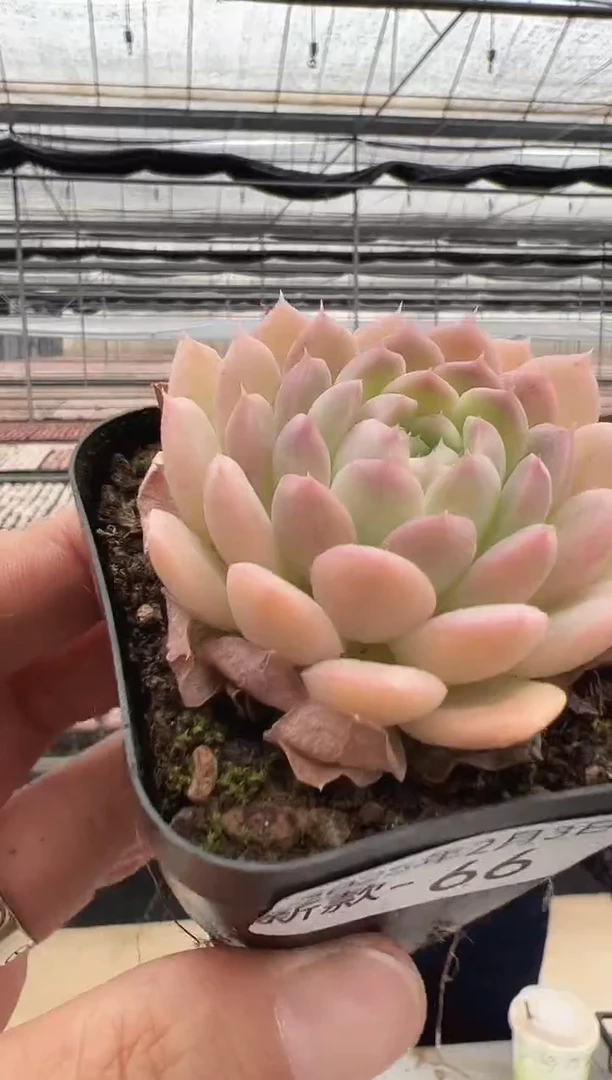 【闪购商品】新款多肉-66