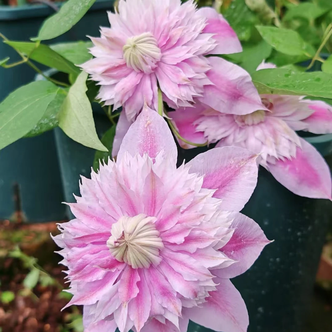 【铁线莲】 小苗二类重瓣円空约瑟芬魔法喷泉盆栽爬藤花卉