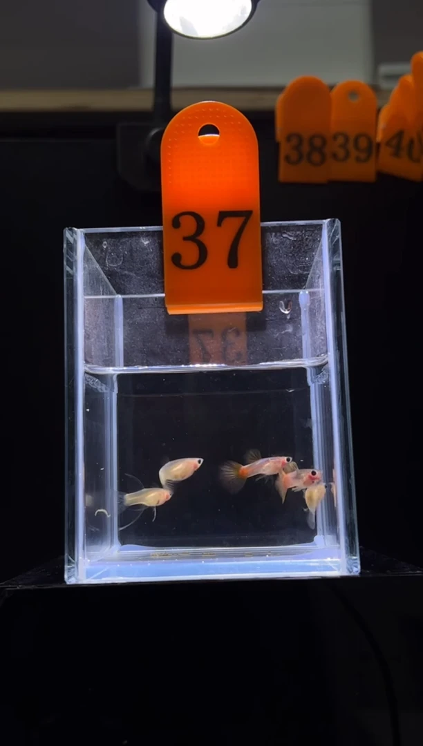 孔雀鱼粉猫短c体孔雀鱼