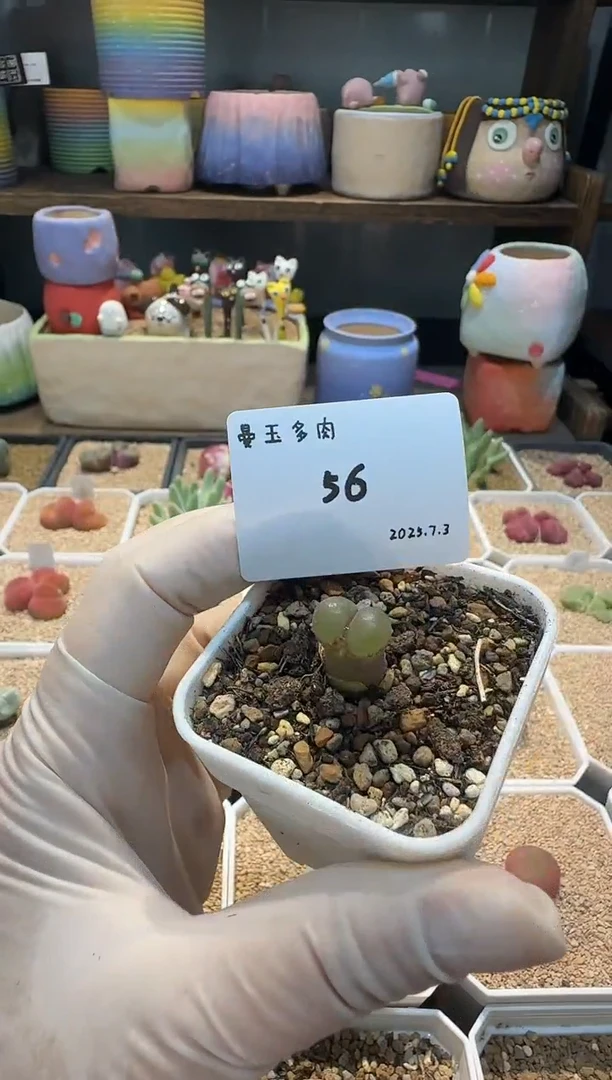 ✨25.7.3-56闪闪 多肉