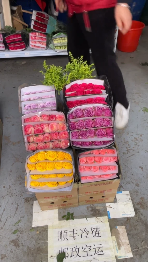 单头玫瑰60枝（任意3个品种）+黄莺