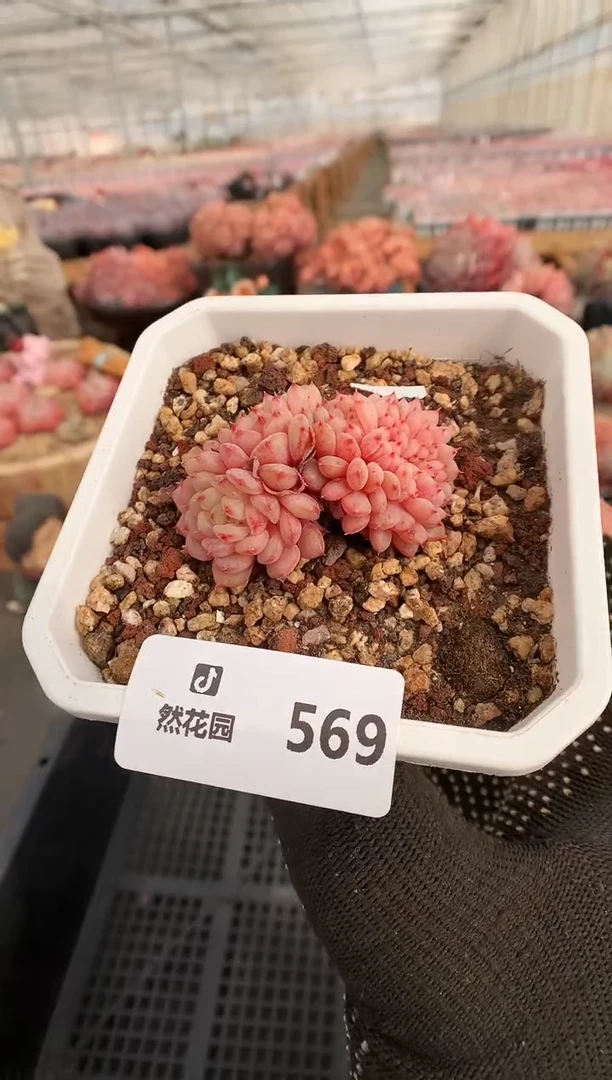 【闪购商品】569白胖缀一物一拍