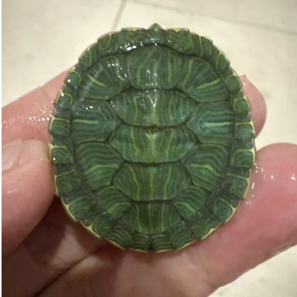 观赏宠物龟 巴西  南石  白巴  焦糖 草龟  龟粮 随机