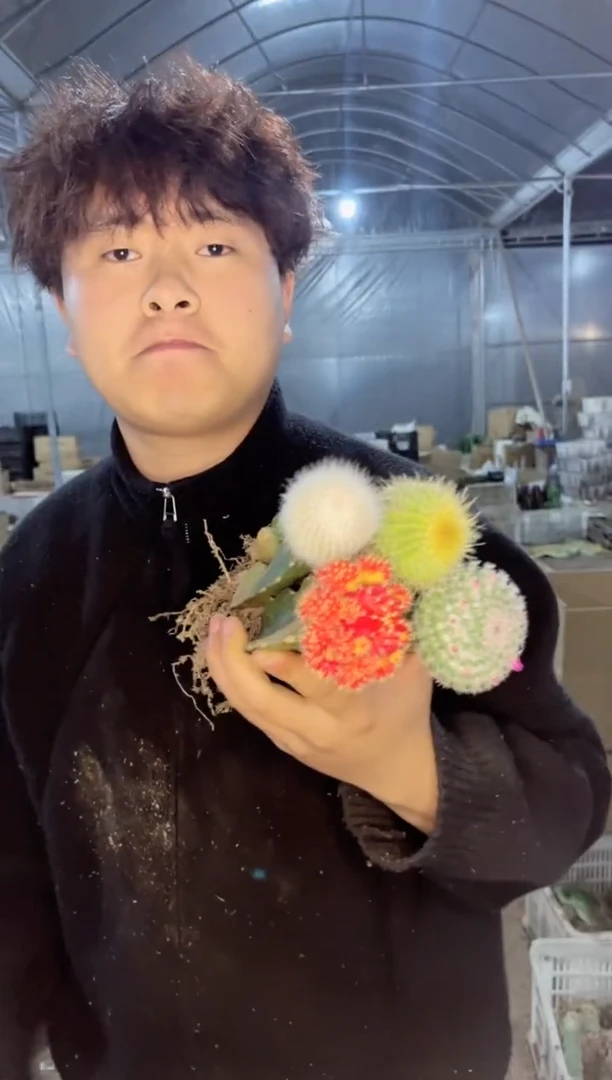 【闪购商品】5色球组合【嫁接】