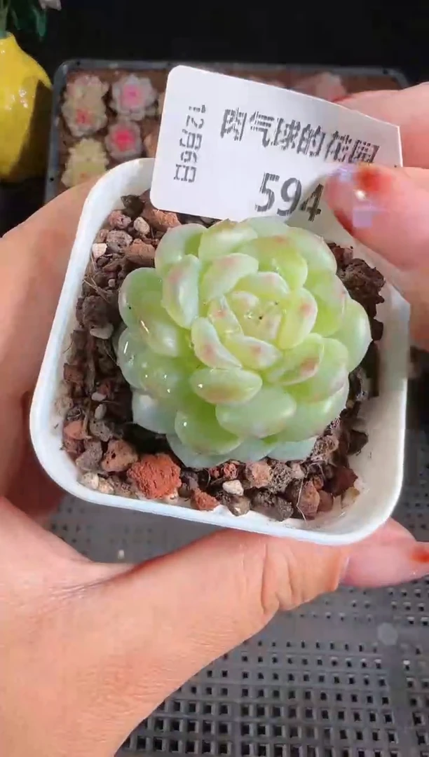 1206-594清浅多肉群生不包整