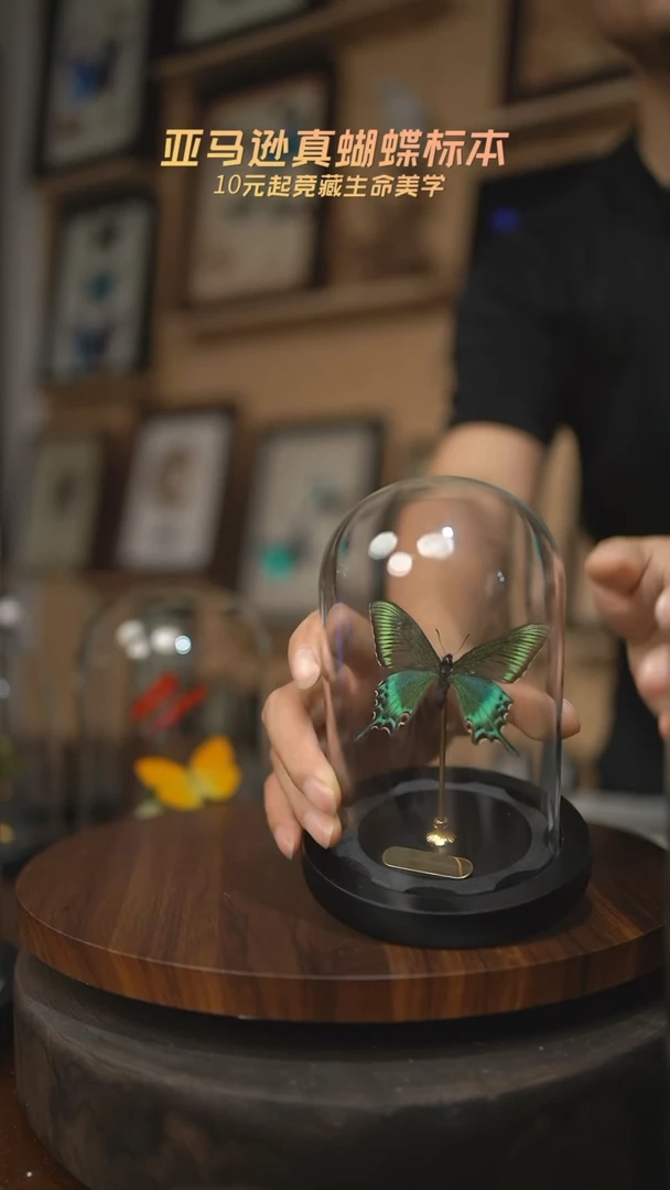 有机玻璃绿带翠凤蝶春型小号玻璃罩