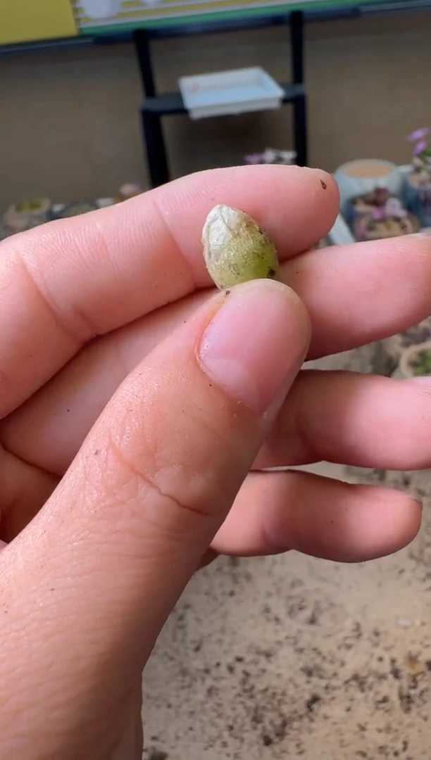 5-347多肉植物肉锥