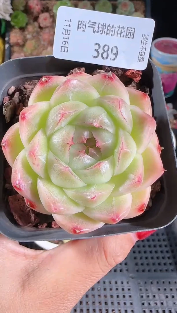 1116-389群生不包整