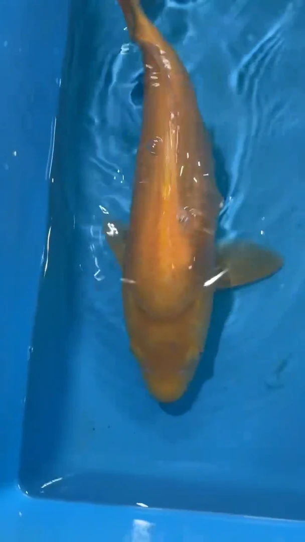 锦鲤太饱锦鲤36cm-48cm不包邮到付具体尺寸和品类以直播间为准