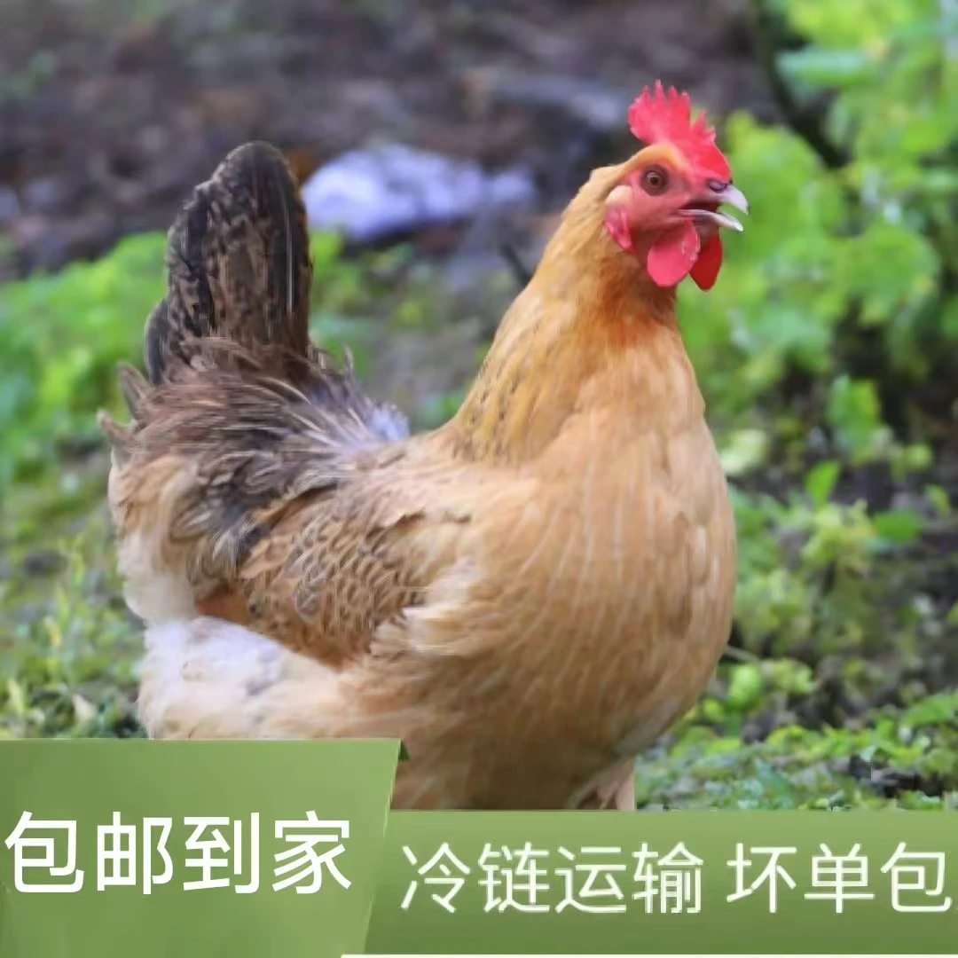 1正宗520天农家散养老母鸡土鸡散养鸡走地鸡笨鸡月子鸡