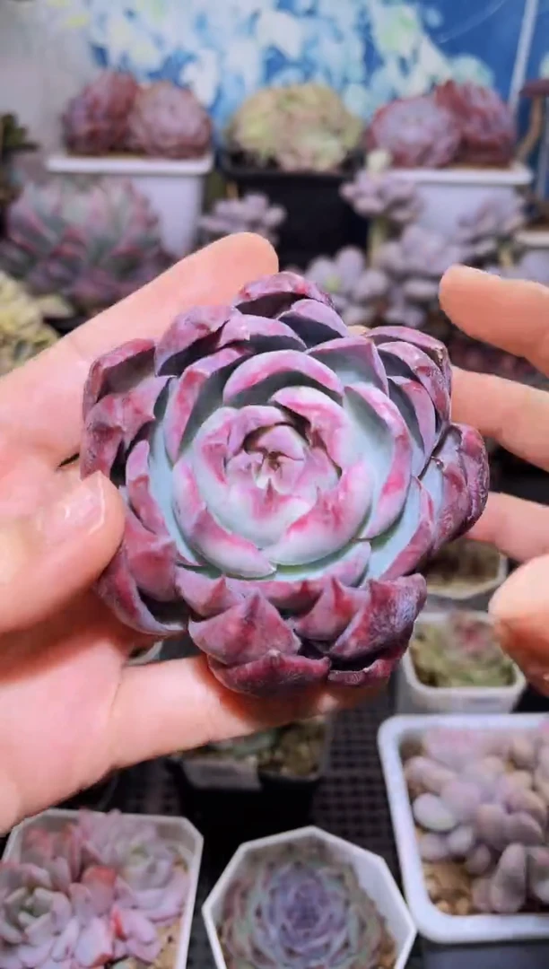 【闪购商品】087惊鸿仙子多肉