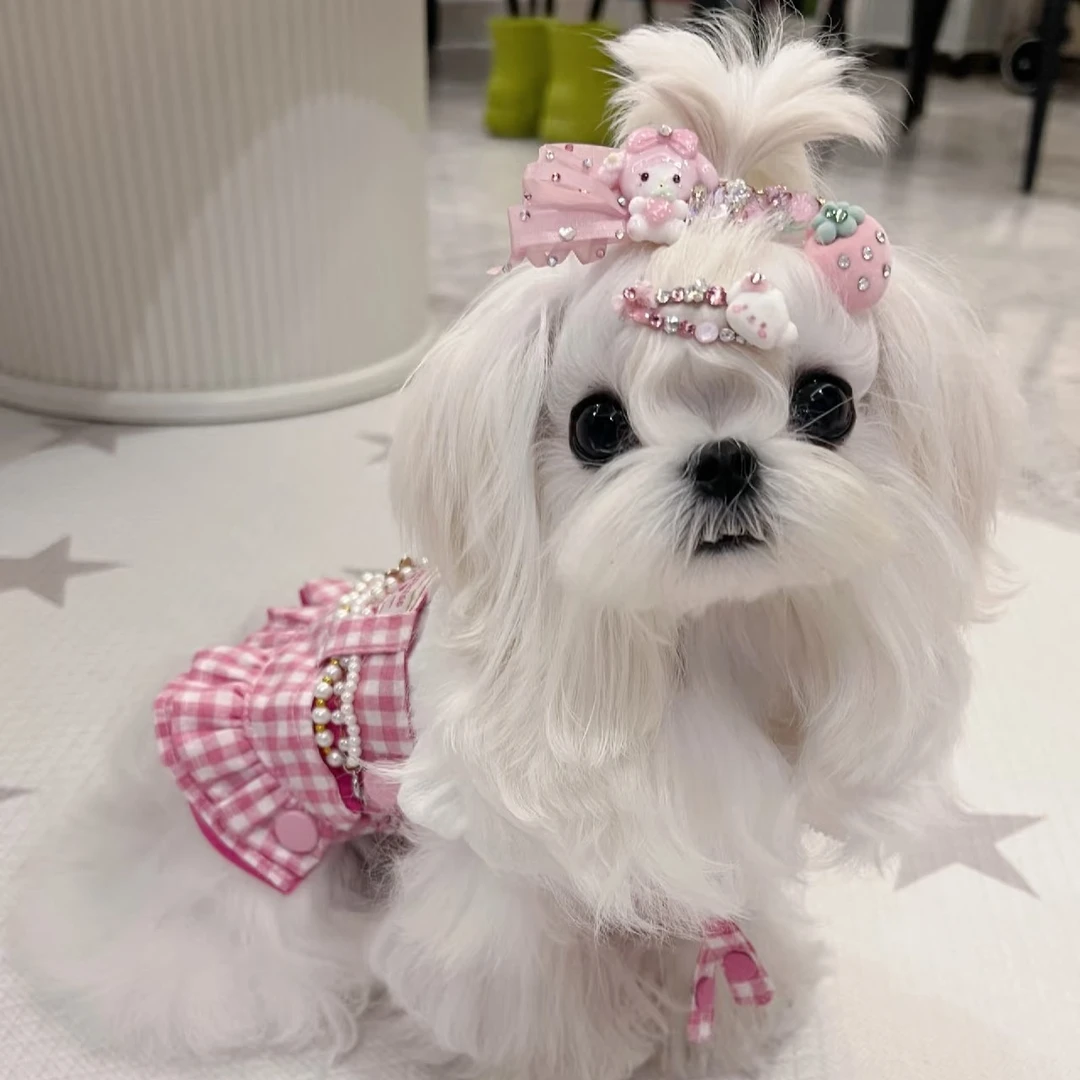 小狗遛弯100麦小狗马尔济斯西施约克夏韩系比熊宠物活体链接