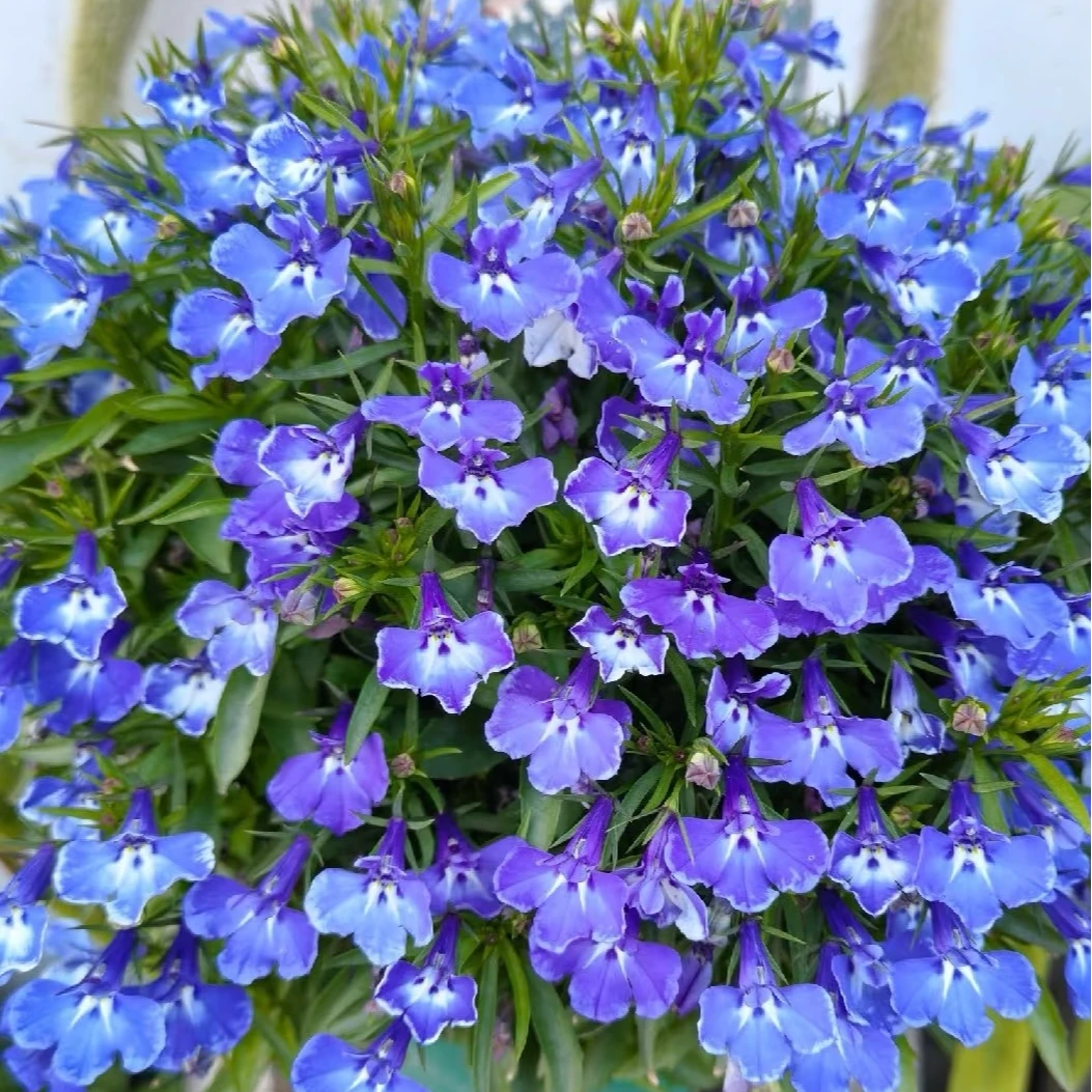 【六倍利】云南盆栽带花带花苞室内庭院养护基地直发新手好养易活