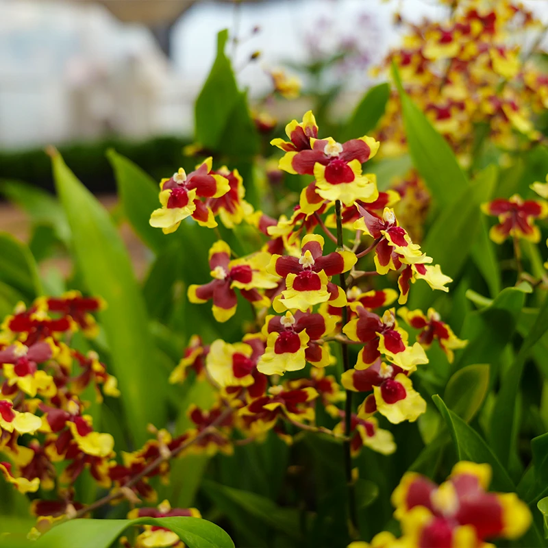 文心兰[三色天香]梦香兰跳舞兰新手好养室内室外兰花盆栽