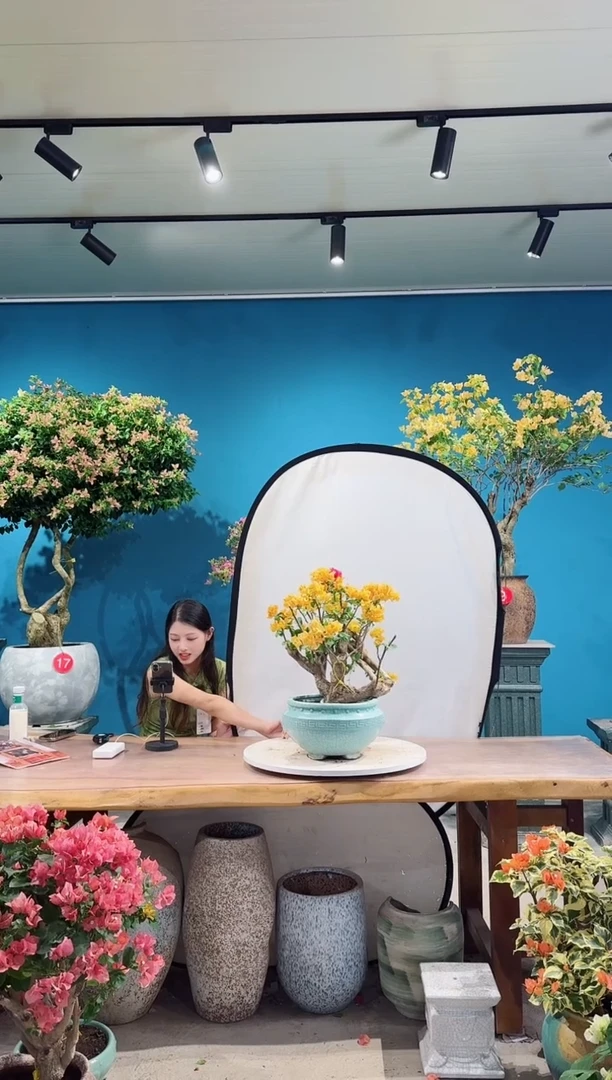 全部花朵加州黄金三角梅