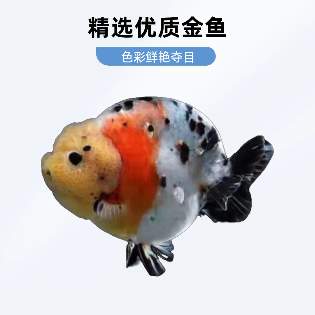 福州精品金鱼（兰寿泰狮）包健康包活到家（小潘哥出品）