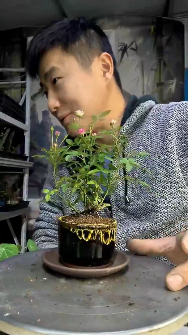 诗****方中青园艺一物一拍178