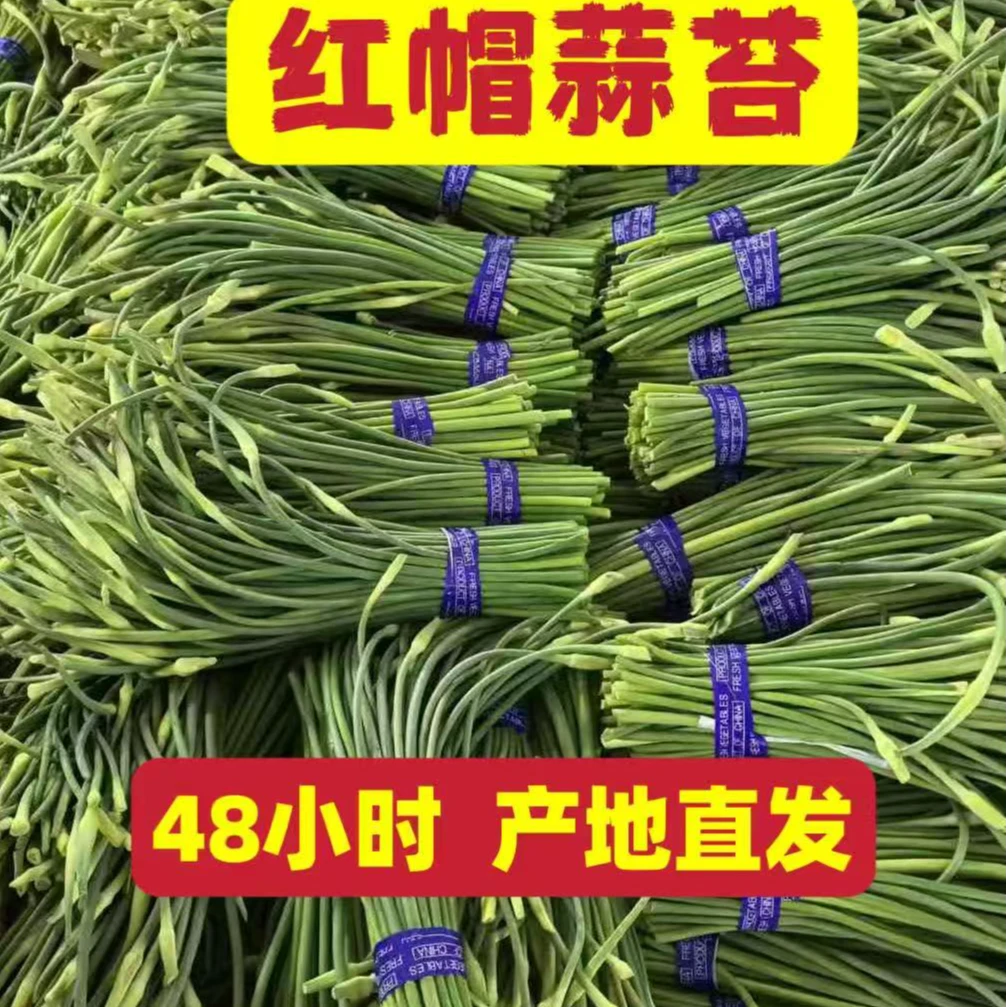 （促销款红蒜薹）2024年当季红帽蒜薹农家自种蒜5斤包邮到家