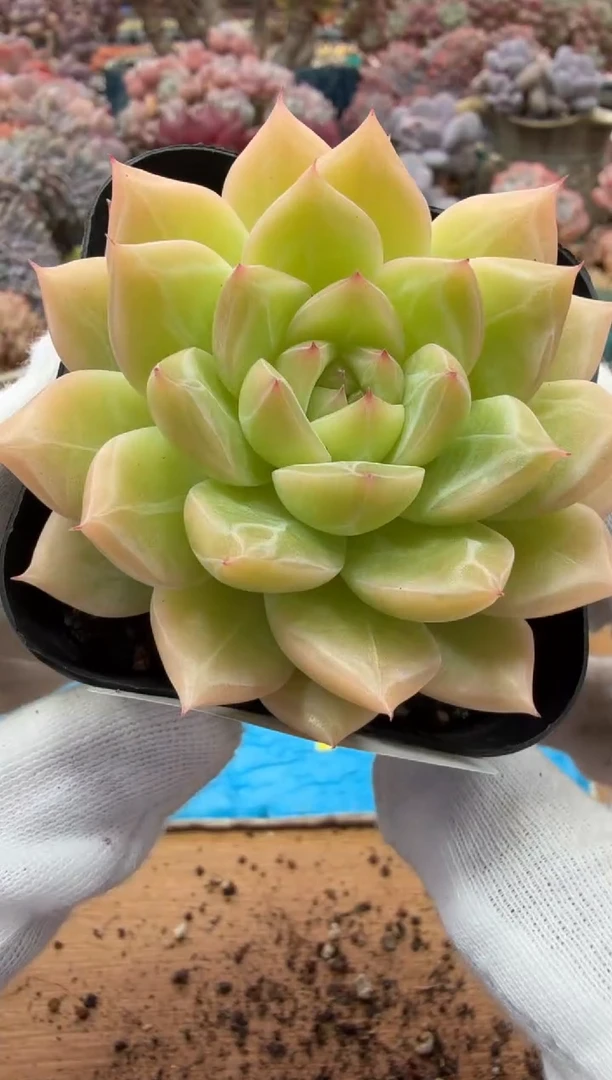 东云多肉园二店-157