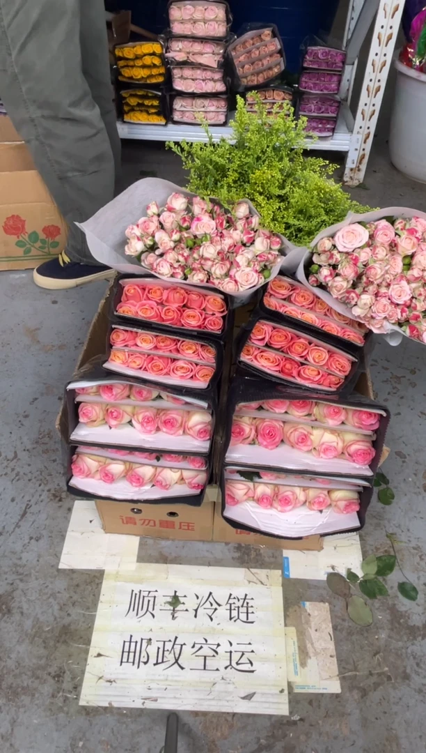 艾沙20枝+朱小姐20枝+折射10枝+黄莺